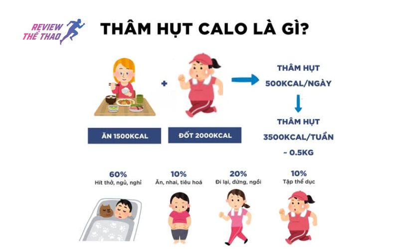 Tại sao calorie deficit giúp giảm cân?