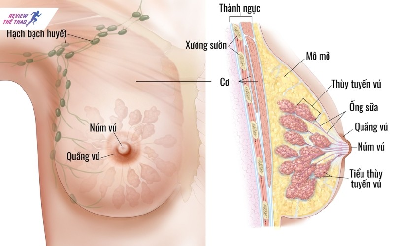 Cấu tạo vòng 1 của phụ nữ
